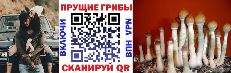 mega маркетплейс  Дзержинский  Псилоцибиновые грибы Psilocybine cubensis 